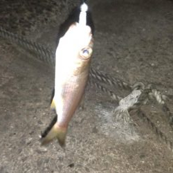 アジングに行きましたが…