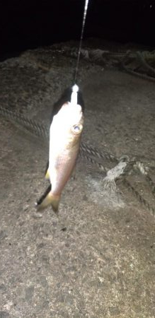 アジングに行きましたが…