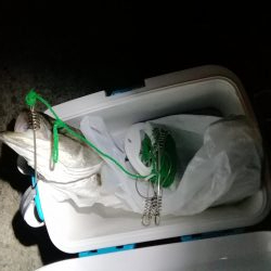 ズズキが釣れた