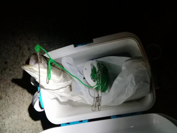 ズズキが釣れた