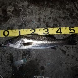 水門でルアーを痛めつけながら