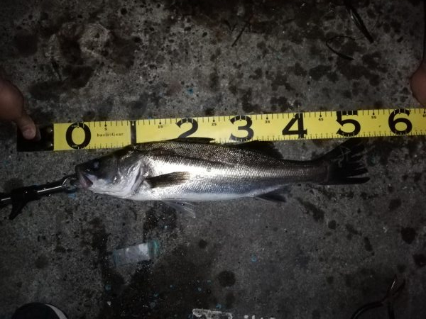 水門でルアーを痛めつけながら