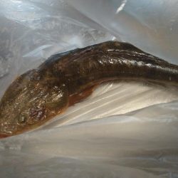 久々にマゴチが釣れました