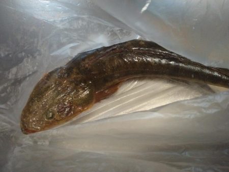 久々にマゴチが釣れました