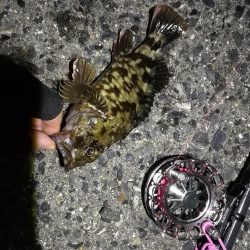 2021/06/28 南港ヘチ釣り