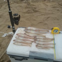 シロギス良型含む