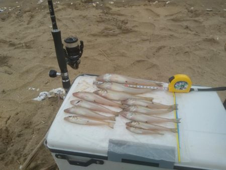 シロギス良型含む