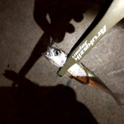 豆サバをまじめにルアーで狙ってみる