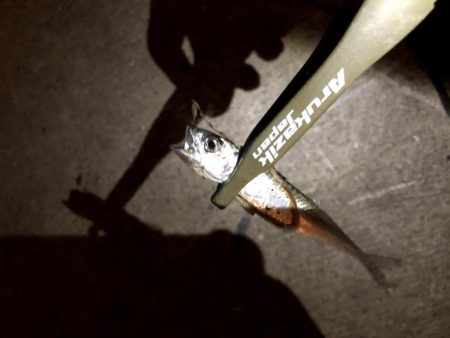 豆サバをまじめにルアーで狙ってみる