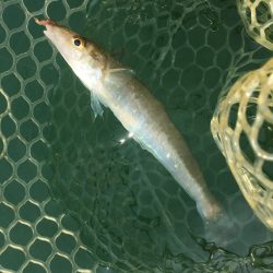 A.P.Pフィッシングガイドサービス　キス釣りでカヤックにRIDEON！