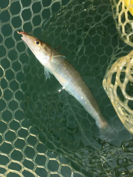 A.P.Pフィッシングガイドサービス　キス…