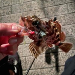 サバばっかり釣れる