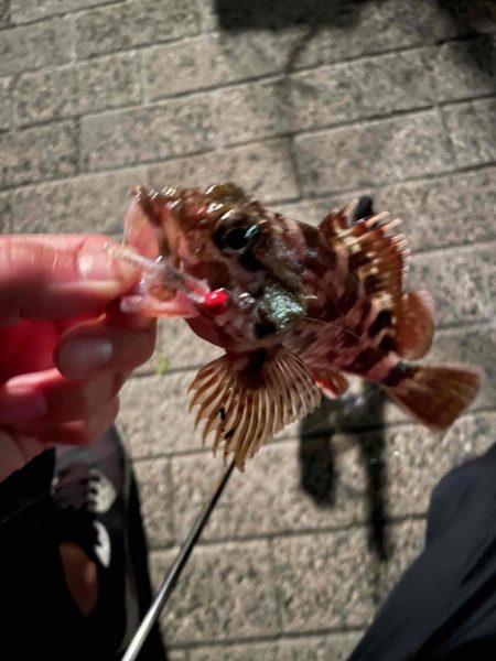 サバばっかり釣れる