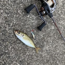 A.P.Pフィッシングガイドサービス　ベイトタックルでアジングにRIDEON！