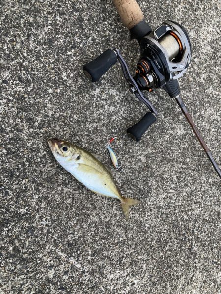 A.P.Pフィッシングガイドサービス　ベイトタックルでアジングにRIDEON！