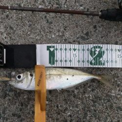 A.P.Pフィッシングガイドサービス マイクロショアジギで魚をチェック!