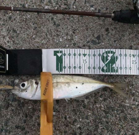 A.P.Pフィッシングガイドサービス マイクロショアジギで魚をチェック!