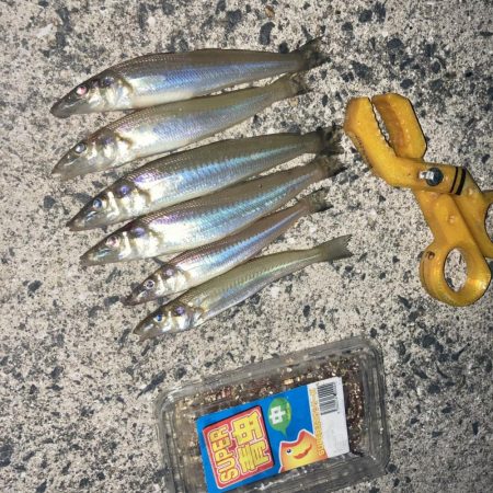 A.P.Pフィッシングガイドサービス　6月…