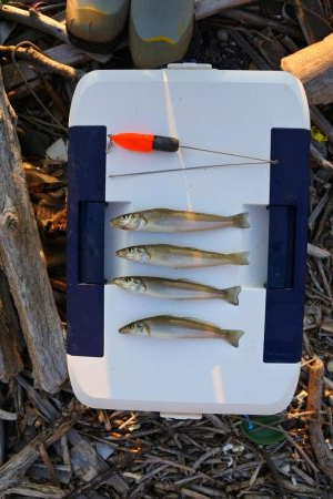 渋いながらもボツボツ