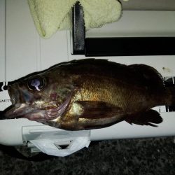 フロートゲーム