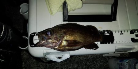 フロートゲーム