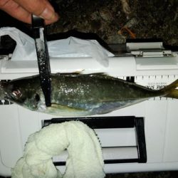 (尺アジ)フロートゲーム