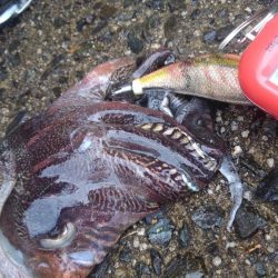 サイトでキャッチ～✌️