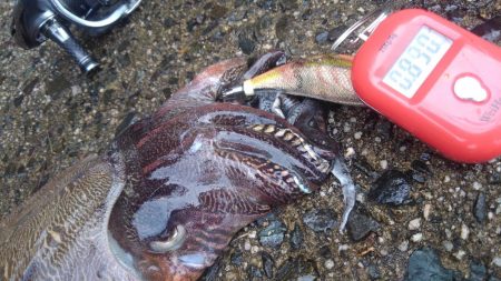 サイトでキャッチ～✌️