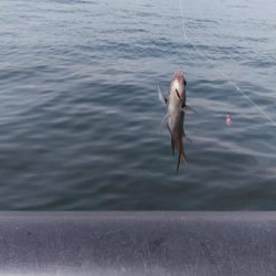 ショアジギ連敗