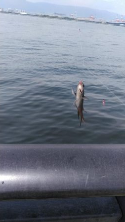 ショアジギ連敗