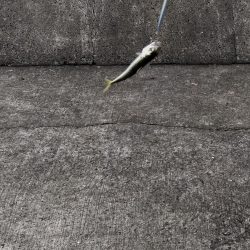 ショアジギング連敗更新中