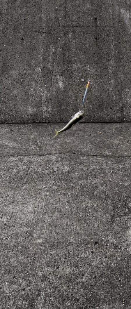 ショアジギング連敗更新中