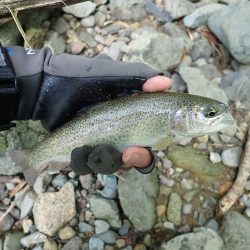 増水が吉と出て