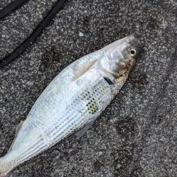 根岸付近の緑地公園にて！