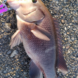 堤防のモンスター狩り