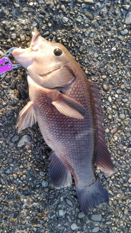 堤防のモンスター狩り