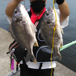 元気なキビレ！