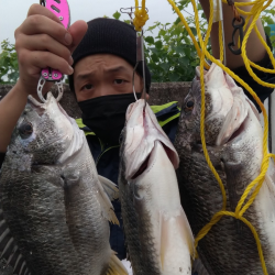 元気なキビレがおおい。