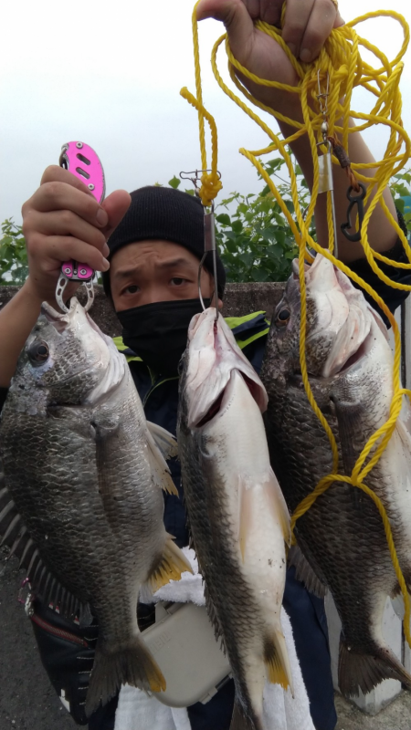 元気なキビレがおおい。