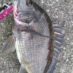 チヌ連発。あいたかったぁ！