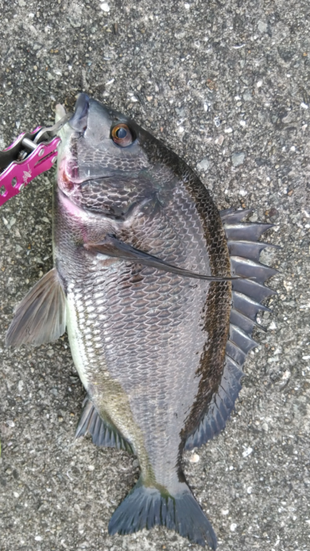 チヌ連発。あいたかったぁ！