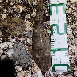 久しぶりの橋立