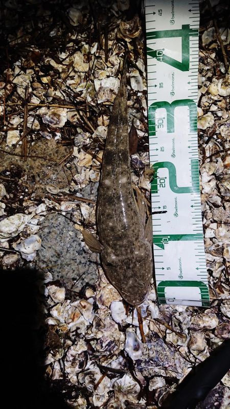 久しぶりの橋立