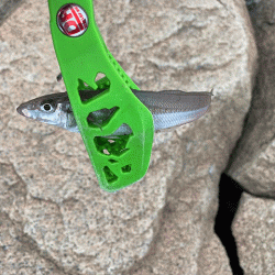 干潮激濁りで姫路キス釣り