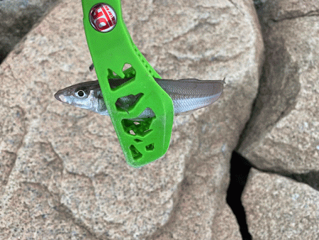 干潮激濁りで姫路キス釣り