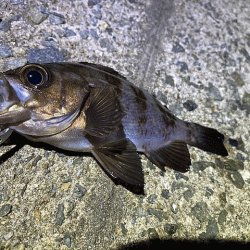 姫路梅雨メバル激渋