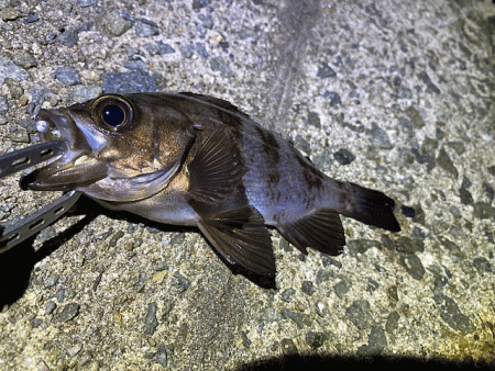 姫路梅雨メバル激渋