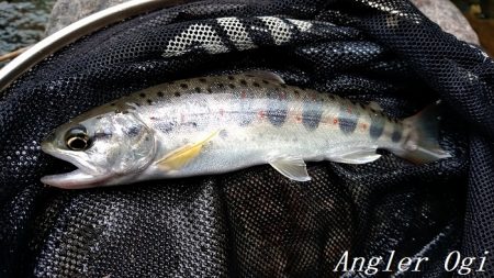 先行者の後、釣りこぼしを拾う釣り