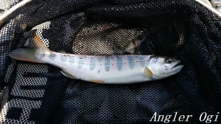 引原川本流で良型アマゴゲット！