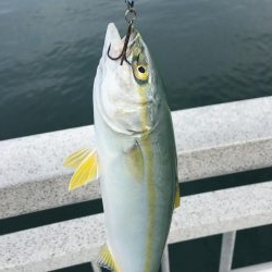 エソ特盛と半ツバス